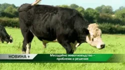 Новина плюс: Месодайно животновъдство – проблеми и решения, автор: Ясмина Страхилова