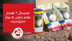 ئەمساڵ 7 هەزار دۆنم زەوی بە پیاز دەچێندرێت