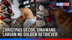 Christmas decor, ginawang laruan ng Golden Retriever | GMA News Feed