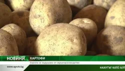 КАРТОФИ: Европа се задушава от свръхпроизводство