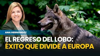 The return of the wolf: the great conservation success story dividing Europe