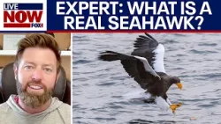 What is a Seahawk? Wildlife expert Forrest Galante weighs in
