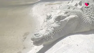 Crocodile rescued in Magdalena