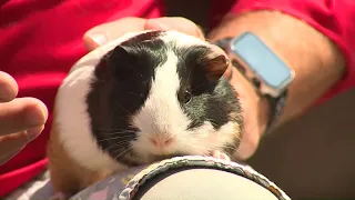 Pet on the Set: S'mores and Lulu