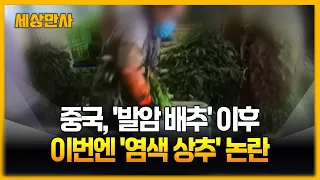 중국, '발암 배추' 이후...이번엔 '염색 상추' 논란  [세상만사] #중국 #상추 #논란