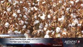 Мақтааралда «ақ алтын» терімі басталды