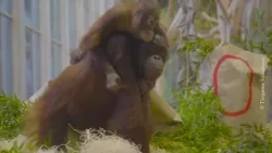 Tiergarten Schönbrunn setzt starke Zeichen zum „Reverse the Red Day“