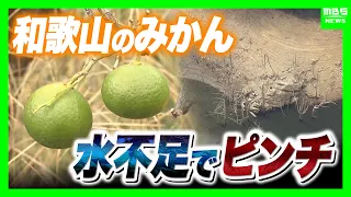 和歌山で少雨深刻「有田みかん」色と味に異変・小ぶり化で収穫量減の危機 大雨で復活できる？劣化懸念も…東日本「大雨災害頻発」西日本「渇水」なぜ二極化【気象予報士解説】（2026年9月2日）