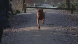 Honden geweigerd in natuurgebied door poep