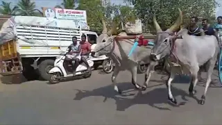 அறந்தாங்கி அரியநாயகியம்மன் கோவிலில் jalikattu, recla racing, recla race