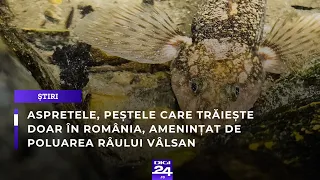 Aspretele, peștele care trăiește doar în România, amenințat de poluarea râului Vâlsan