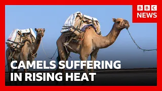 African camels are dying from high heat | BBC News