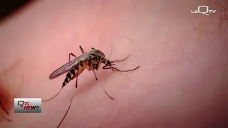 Chieti, West Nile: prevention measures underway