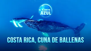 'El Planeta Azul' | Episodio 1: 'Costa Rica, Cuna de Ballenas'