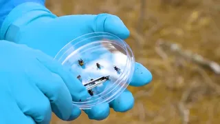 What Screwworm means for Idaho