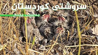 سروشتی کوردستان - بەشی (5)