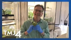 Rainforest Rick: Breeding Tropical Exotic Frogs Rainforest Rick: Breeding Tropical Exotic Frogs