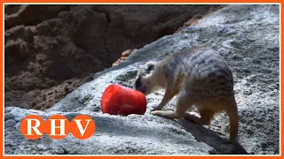 BIOPARC Valencia keeps summer protocol activated to protect animals from the heat