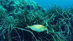 More: Pula, 1. ožujka 2026. More: Pula, 1. ožujka 2026.