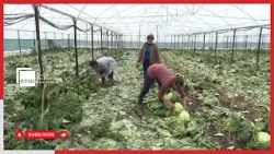 Sigurimet në bujqësi - Në bashkinë Elbasan fermerët tregojnë interes për t’u regjistruar