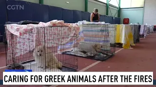 Volunteers return to save animal survivors after Greek wildfires
