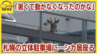 札幌の立体駐車場に…シカ居座る  「暑くて動かなくなったのかな」きょうは元気に歩く 市は様子見守る