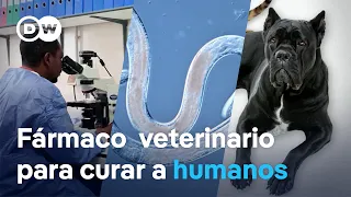 A pet medication could help millions of people