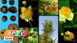 BPTV NEWS 21-2-2024: Bù Gia Mập National Park announces rare tea species