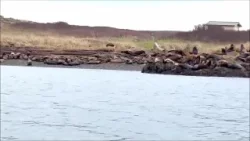 The lions that bark in the waters off Victoria