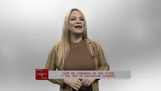 Que Curioso - Café en compañía de una pitón o tal vez un escorpión gigante
