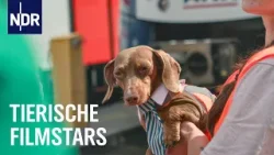 Hund, Rabe, Fuchs: Tiertrainerin Fränzes wilde WG | Die Nordreportage | NDR Doku