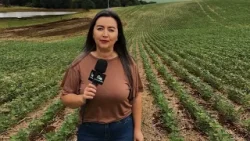 Estudo avalia diferentes cultivares de soja e identifica a mais adequada por clima e ciclo