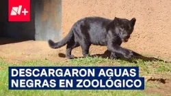 Jaguar muere tras descarga de aguas residuales en el zoológico de Morelia - N+