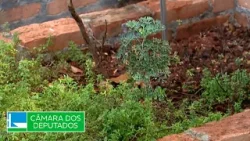 Criada Frente Parlamentar em Defesa da Política de plantas medicinais e fitoterápicas - 20/03/2026