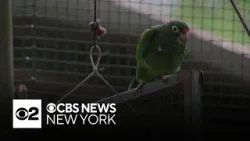 Endangered Puerto Rican parrot threatened by destructive hurricanes