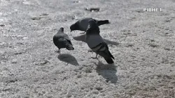 Весна на Рівненщині вже близько: синоптики обіцяють потепління Весна на Рівненщині вже близько: синоптики обіцяють потепління