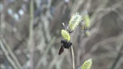 TERMÉSZET HÍREI (2026. április 2.)