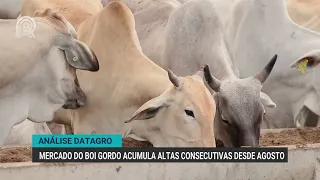 Fat cattle market has seen consecutive gains since August