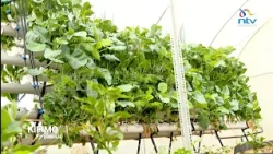 KILIMO ALMASI | Faida za kilimo cha teknolojia ya Hydroponics na Aquaponics