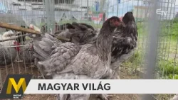 Magyar Világ: szalagavató, mentorprogram Felvidéken és Vajdaságon, kisállattenyésztők