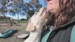 Madera County animal rescue saves abandoned, poisoned dogs from orchards Madera County animal rescue saves abandoned, poisoned dogs from orchards