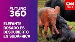 Elefante rosado es descubierto en Sudáfrica | Bloque científico de Futuro 360