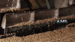 Ibama classifica pirarucu como espécie invasora e produtores reagem Giro de Notícias Ibama classifica pirarucu como espécie invasora e produtores reagem Giro de Notícias