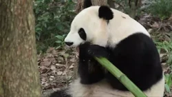 🐼Chinese zoologists explain the fundamentals of panda diplomacy