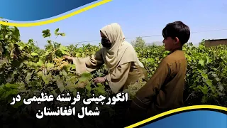 The method of Grape Harvesting in Afghanistan / طریقه انگورچینی در افغانستان با فرشته عظیمی
