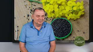 Растителна защита: Рапицата между добива, цената и растителната защита