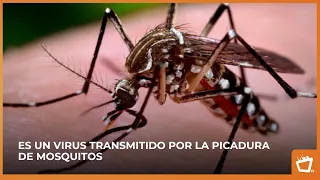 Chikungunya: How to tell it apart from other viruses?