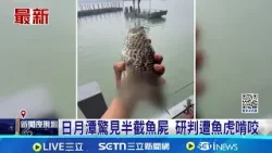 日月潭驚見半截魚屍 研判遭魚虎啃咬 日月潭水位降低 魚群無處躲遭魚虎獵殺│記者 張裕坤 吳崑榆 邱瑞揚│新聞一把抓20260330│三立新聞台