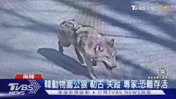 韓國狼脫逃3天找不到! 軍警消300人陸空搜捕 出動無人機急尋｜TVBS新聞 @TVBSNEWS01