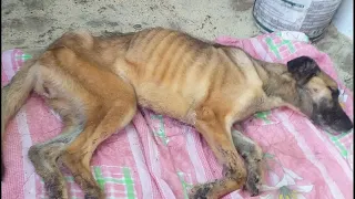 Scandal at the Maysky Day Shelter: Volunteers Reveal Animal Conditions